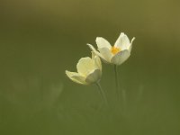 Pulsatilla alpina ssp apiifolia 97, Saxifraga-Luuk Vermeer