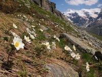Pulsatilla alpina ssp cottianaea 105, Saxifraga-Harry Jans