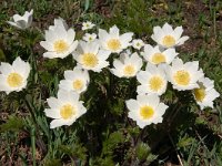 Pulsatilla alpina ssp cottianaea 109, Saxifraga-Harry Jans