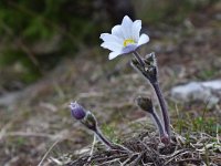 Pulsatilla alpina ssp millefoliata 99, Saxifraga-Luuk Vermeer
