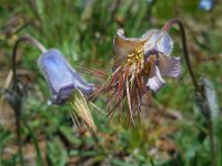 Pulsatilla armena 3, Saxifraga-Ed Stikvoort