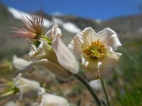Pulsatilla armena 6, Saxifraga-Ed Stikvoort