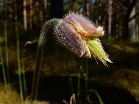 Pulsatilla pratensis 13, Saxifraga-Ed Stikvoort