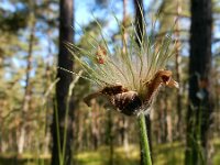 Pulsatilla pratensis 3, Saxifraga-Ed Stikvoort