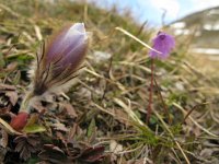 Pulsatilla vernalis 5, Saxifraga-Harry van Oosterhout : Zwitserland, alpenflora, bloem, flora, wilde plant, wildemanskruid