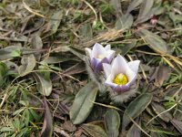 Pulsatilla vernalis 6, Saxifraga-Harry van Oosterhout : Zwitserland, alpenflora, bloem, flora, wilde plant, wildemanskruid