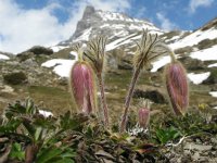 Pulsatilla vernalis 7, Saxifraga-Harry van Oosterhout : Zwitserland, alpenflora, bloem, flora, wilde plant, wildemanskruid, bergen, sneeuw