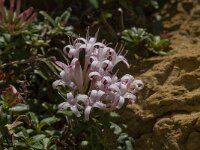 Putoria calabrica 10, Saxifraga-Willem van Kruijsbergen