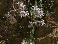 Putoria calabrica 11, Saxifraga-Willem van Kruijsbergen