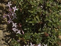 Putoria calabrica 12, Saxifraga-Willem van Kruijsbergen