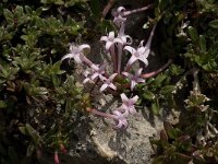 Putoria calabrica 14, Saxifraga-Willem van Kruijsbergen