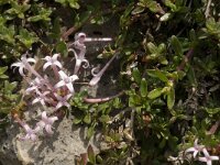 Putoria calabrica 15, Saxifraga-Jan van der Straaten