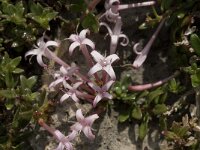 Putoria calabrica 16, Saxifraga-Jan van der Straaten
