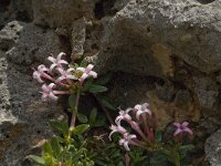 Putoria calabrica 17, Saxifraga-Jan van der Straaten