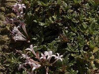 Putoria calabrica 2, Saxifraga-Jan van der Straaten