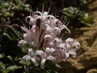 Putoria calabrica 3, Saxifraga-Jan van der Straaten