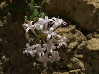 Putoria calabrica 4, Saxifraga-Jan van der Straaten