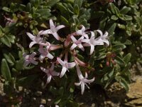 Putoria calabrica 5, Saxifraga-Willem van Kruijsbergen