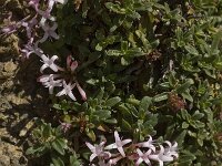 Putoria calabrica 6, Saxifraga-Willem van Kruijsbergen