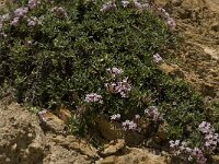 Putoria calabrica 8, Saxifraga-Willem van Kruijsbergen