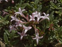 Putoria calabrica 9, Saxifraga-Willem van Kruijsbergen