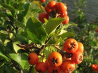 Pyracantha coccinea 2, Vuurdoorn, Saxifraga-Rutger Barendse