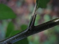 Pyracantha coccinea 8, Vuurdoorn, Saxifraga-Rutger Barendse