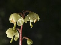 Pyrola chlorantha 1, Groenbloemig wintergroen, Saxifraga-Jan van der Straaten