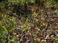Pyrola chlorantha 10, Groenbloemig wintergroen, Saxifraga-Ed Stikvoort