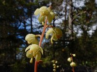 Pyrola chlorantha 11, Groenbloemig wintergroen, Saxifraga-Ed Stikvoort