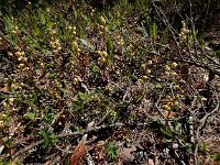 Pyrola chlorantha 13, Groenbloemig wintergroen, Saxifraga-Ed Stikvoort