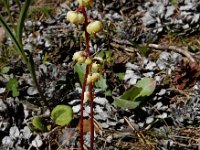 Pyrola chlorantha 14, Groenbloemig wintergroen, Saxifraga-Ed Stikvoort