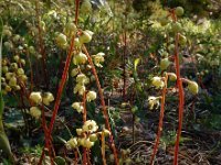 Pyrola chlorantha 15, Groenbloemig wintergroen, Saxifraga-Ed Stikvoort