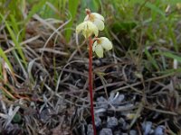 Pyrola chlorantha 16, Groenbloemig wintergroen, Saxifraga-Ed Stikvoort