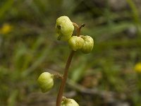 Pyrola chlorantha 2, Groenbloemig wintergroen, Saxifraga-Marijke Verhagen