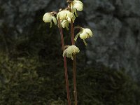 Pyrola chlorantha 5, Groenbloemig wintergroen, Saxifraga-Marijke Verhagen