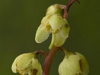 Pyrola chlorantha 6, Groenbloemig wintergroen, Saxifraga-Marijke Verhagen