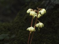 Pyrola chlorantha 7, Groenbloemig wintergroen, Saxifraga-Marijke Verhagen