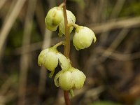 Pyrola chlorantha 9, Groenbloemig wintergroen, Saxifraga-Marijke Verhagen