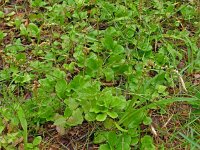 Pyrola media 11, Saxifraga-Hans Grotenhuis