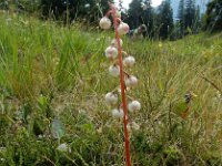 Pyrola media 4, Saxifraga-Ed Stikvoort