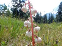 Pyrola media 5, Saxifraga-Ed Stikvoort