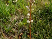 Pyrola media 6, Saxifraga-Ed Stikvoort