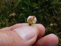 Pyrola media 7, Saxifraga-Ed Stikvoort