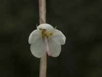 Pyrola rotundifolia 1, Rond wintergroen, Saxifraga-Jan van der Straaten