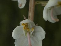Pyrola rotundifolia 3, Rond wintergroen, Saxifraga-Jan van der Straaten