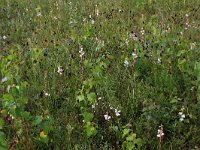 Pyrola rotundifolia 34, Rond wintergroen, Saxifraga-Hans Boll