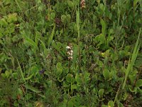 Pyrola rotundifolia 36, Rond wintergroen, Saxifraga-Hans Boll