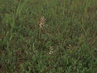 Pyrola rotundifolia 37, Rond wintergroen, Saxifraga-Hans Boll