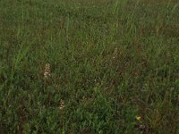 Pyrola rotundifolia 38, Rond wintergroen, Saxifraga-Hans Boll